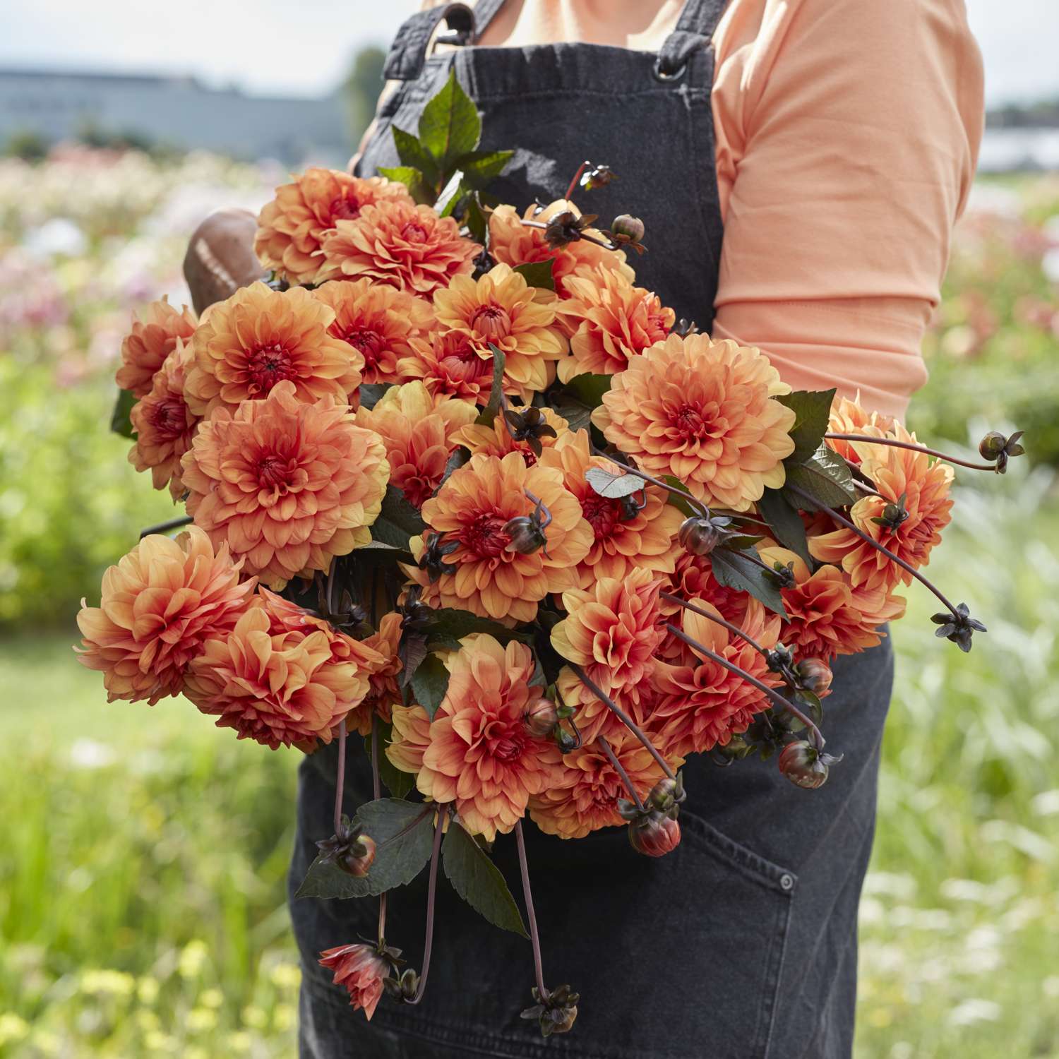 Daalia 'David Howard'